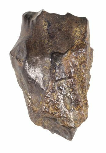 Triceratops Shed Tooth - Montana #60688